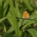 7월6일 토요일 오늘의 나비 🦋 이미지