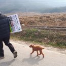 고창굼벵이
