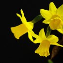 그림처럼 이미지