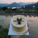 NR-29[장산로]-하-210 | 경산애견수제간식 견생공방, 반려견케이크 추천!