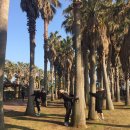 한가네뒷고기 | [제주도 여행(2)] 흑돼지 맛집 새벽숯불가든, 월정리 소품샵 큰손상회, 명진전복, 카페 제주인에이에이...