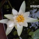 수련 이미지