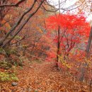 거제mtb 가을 원정라이딩 용추계곡.금원산 자연휴양림 코스 이미지