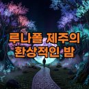 피스미디어 | 루나폴 제주 야경 명소 서귀포 가볼만한곳 미디어아트 관람 후기