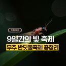 반딧불민박 | 2025 무주 반딧불축제 놓치면 후회할 꿀정보 총정리