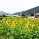 남상면 무촌마을 경남연합일보