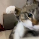 오타코 네이버블로그