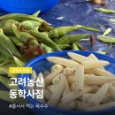 동학사 옥수수 맛집 고려농산 동학사점, 줄서서 먹는 햇옥수수