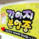 강이네펫샵 이미지