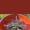 향노지 이미지