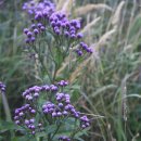 들꽃목장 이미지