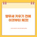 앵무새 분양 전 꼭 알아야 할 7가지 체크리스트 (초보자 필수)