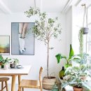 식물 인테리어 이미지