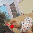 호야별 애견유치원 이미지