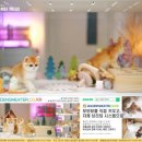 힐링캐터리 이미지