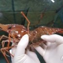 도화농장 이미지