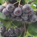 옥성농장 이미지