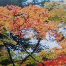 다키