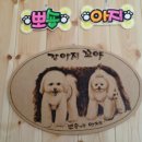 강아지 꼬야 이미지