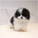 버디독 강아지분양 안심분양센터 서울 영등포점 | 반려견 분양 행복한 가족을 만들어보세요!