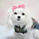 날라리 생선가게 이미지