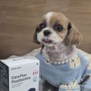 장튼튼홍내과의원 | 강아지 유산균 면역력·장건강 관리, 굿포펫 케어푸 포스트바이오틱스 한 달 급여 후기