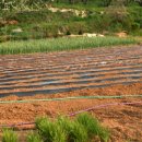 밤두둑농장 이미지