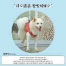 도로시지켜줄개 이미지