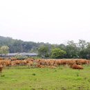 방목목장 이미지