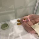 펫슨조이 이미지