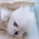 이정훈 강아지 이미지