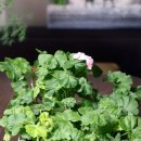 에덴퍼피 이미지