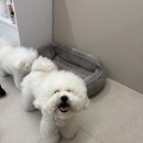 몽프리제 | [창원애견미용] ✨ 비숑 4살 동구 미용기록｜스포팅컷부터 온천스파까지 💕