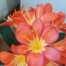 태극인 허브 이미지