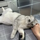 한마음동물의료원 네이버블로그