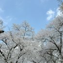 CU부민캠퍼스후문점 | 서울벚꽃명소 어린이대공원 &amp; 건대 벚꽃 🌸 4/4 서울벚꽃만개 주차·포토존 총정리