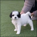 라운지펫 이미지