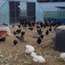 금산청계농장 이미지