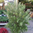 로즈마리 화원 이미지