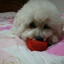 공굴러 가유 이미지