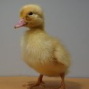 토종축산 이미지