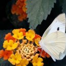 꽃잠 하우젠 이미지