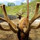 대관령사슴목장 이미지