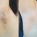 판디스 이미지