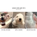 헤르츠오브캣 | ✧강아지 아로마 천연 샴푸✧
