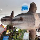 수산리-7 | 제주 아이랑 비오는날 가볼만한곳!실내 관광지 성산 제주해양동물박물관 체험