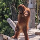 우가우가 이미지