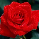 장미축제 이미지