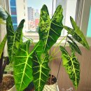 알로카시아 이미지