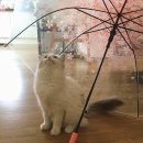 포동포동 이미지